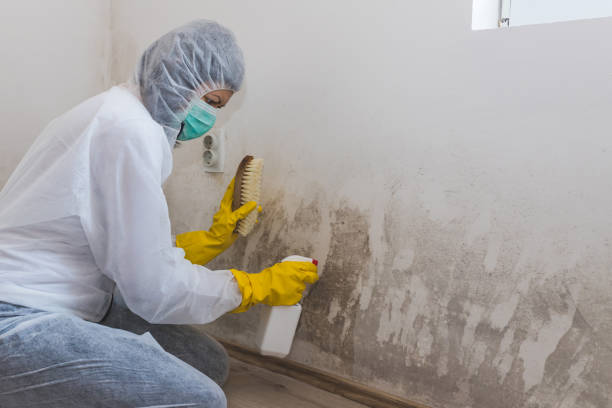 Best Mold Remediation for Healthcare Facilities  in West Jefferson, OH